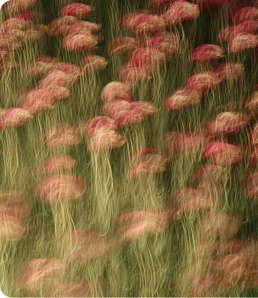 The Biology of Happiness: Why Wellbeing Is a Clinical Concern